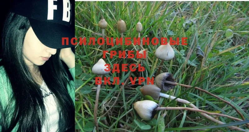 Псилоцибиновые грибы Psilocybine cubensis  Володарск 